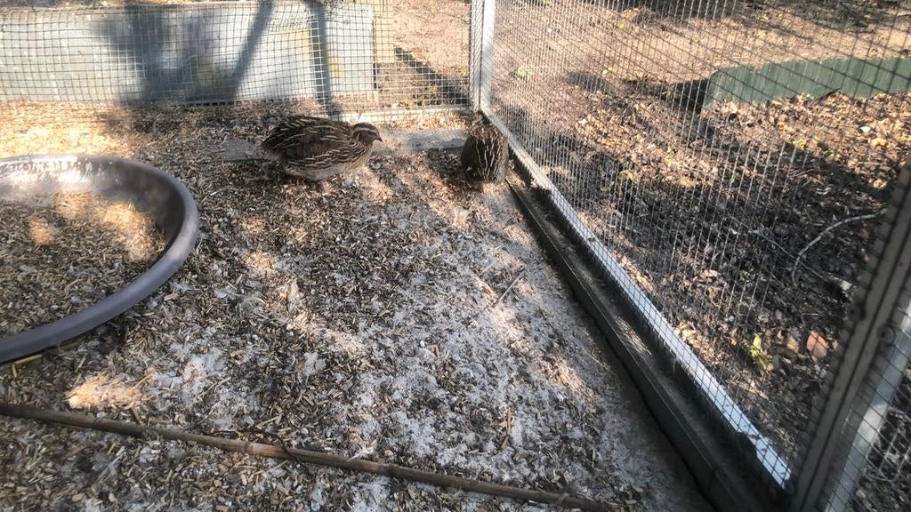 Vogels, Dieren en Toebehoren, Vogels | Duiven
