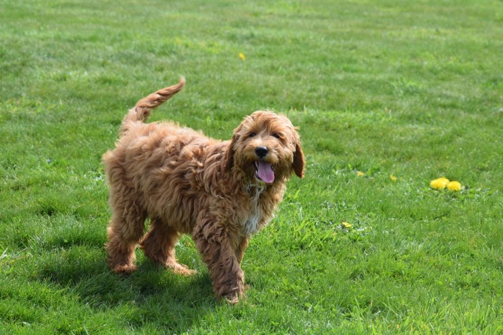 Labradoodle pups medium, Dieren en Toebehoren, Honden | Niet-rashonden, Middel, Meerdere dieren, Fokker | Professioneel, Meerdere