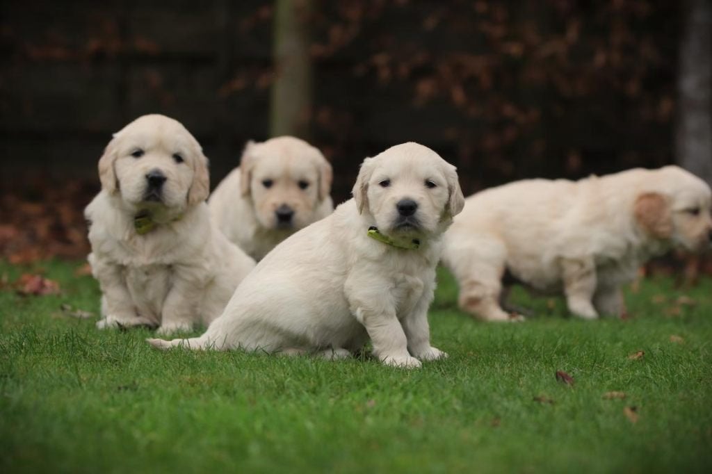 Golden Retriever, ouders DNA gecontroleerd, België, 8 tot 15 weken, Meerdere, Meerdere dieren