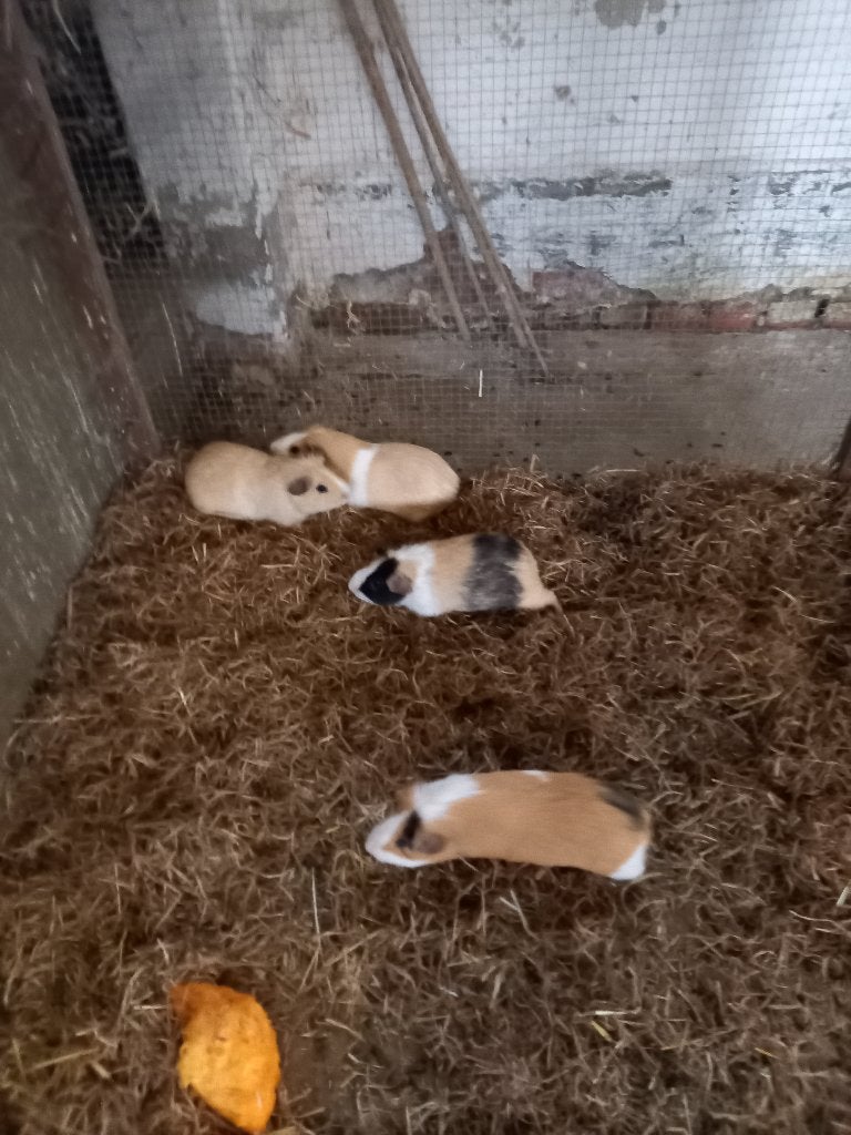 cavia, Dieren en Toebehoren, Mei, Mannelijk, Cavia
