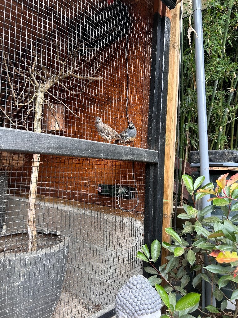 Californische kuifkwartel koppel, Dieren en Toebehoren, Meerdere dieren, Overige soorten