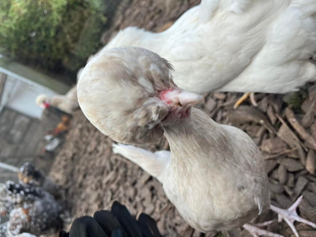 Kuifhoen, Dieren en Toebehoren, Pluimvee
