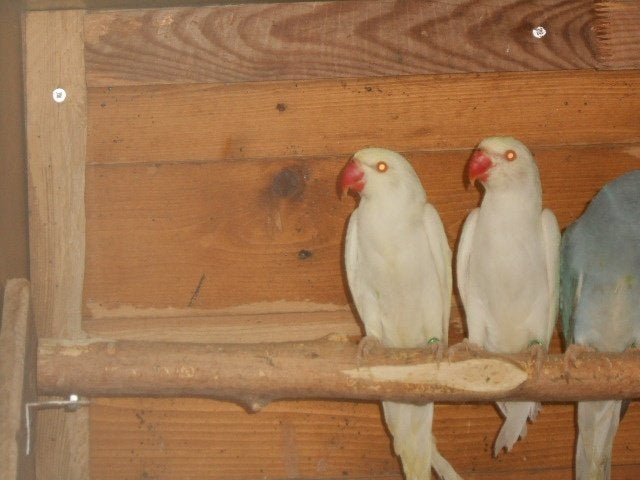 perruches collier, crème inno opaline ct, Plusieurs animaux, Perruche, Bagué