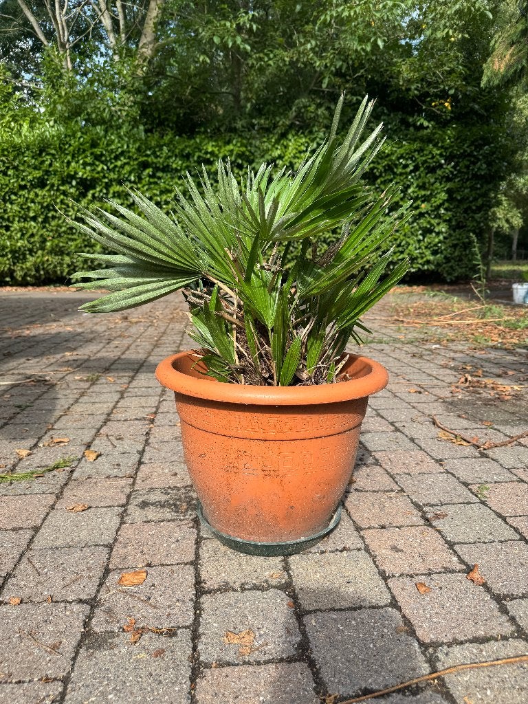 Chamaerops Humilis ‘Vulcano’ (Europese dwergpalm), Ophalen, Vaste plant, Overige soorten, Volle zon