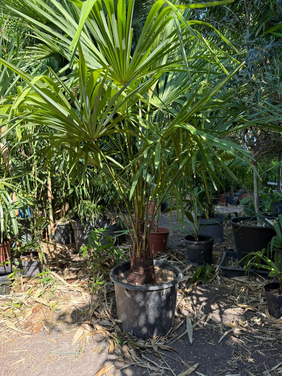 Palmiers Trachycarpus fortunei. Palmier vivace d'hiver, Jardin & Terrasse, Autres espèces, Printemps, Plein soleil, Enlèvement