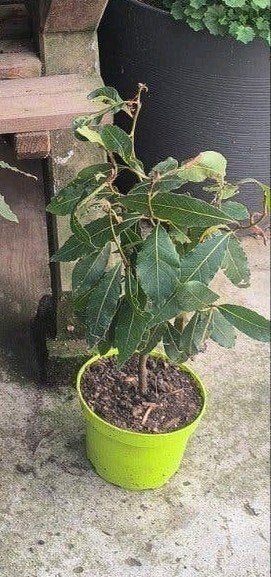 plant deLaurier, Ophalen