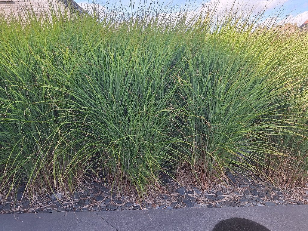 Gratis siergras miscanthus, Ophalen, Vaste plant, Siergrassen