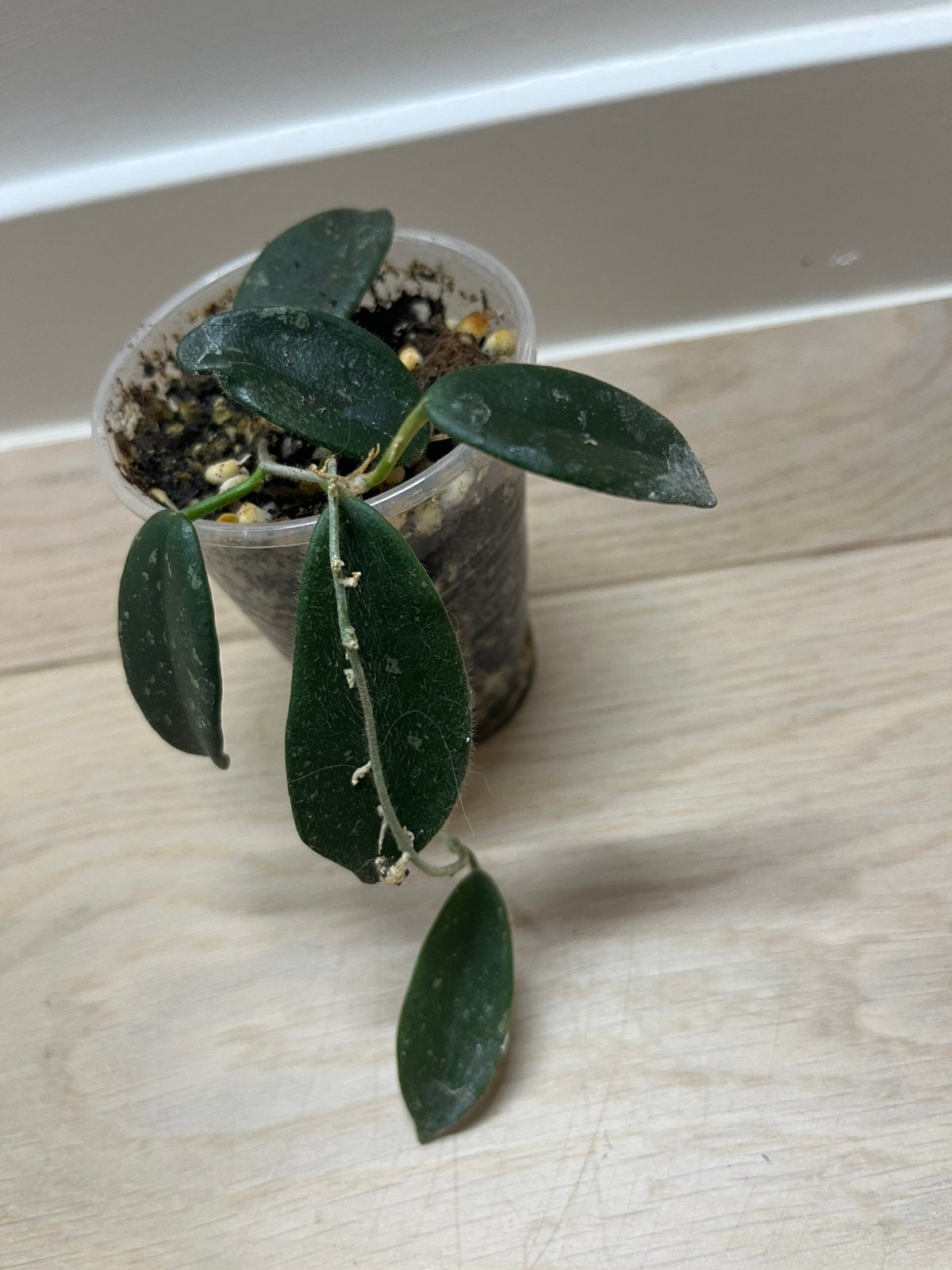 Hoya Thomsonii, Maison & Meubles, Plantes d'intérieur, Envoi