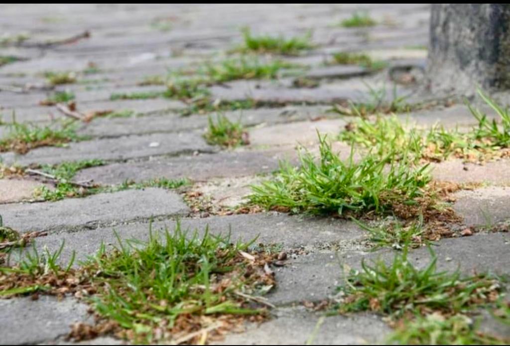 totale onkruidverdelger, Tuin en Terras, Ophalen