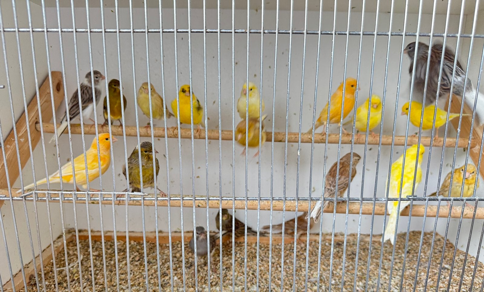 Canaris à vendre, Animaux & Accessoires