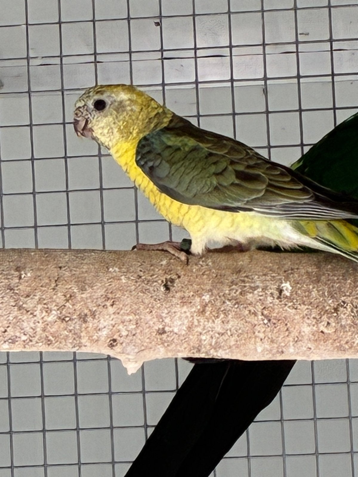 Roodrugparkiet, Femelle, Perruche, Bagué