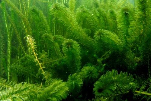 Gezonde Waterpest te koop (15-30 cm), Ophalen, Nieuw, Plant(en), Steen of Hout