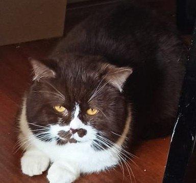 Britse korthaar kater ter dekking