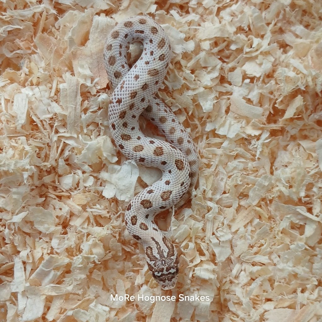 Heterodon nasicus Artic sable, Dieren en Toebehoren, Reptielen en Amfibieën, Slang, 0 tot 2 jaar