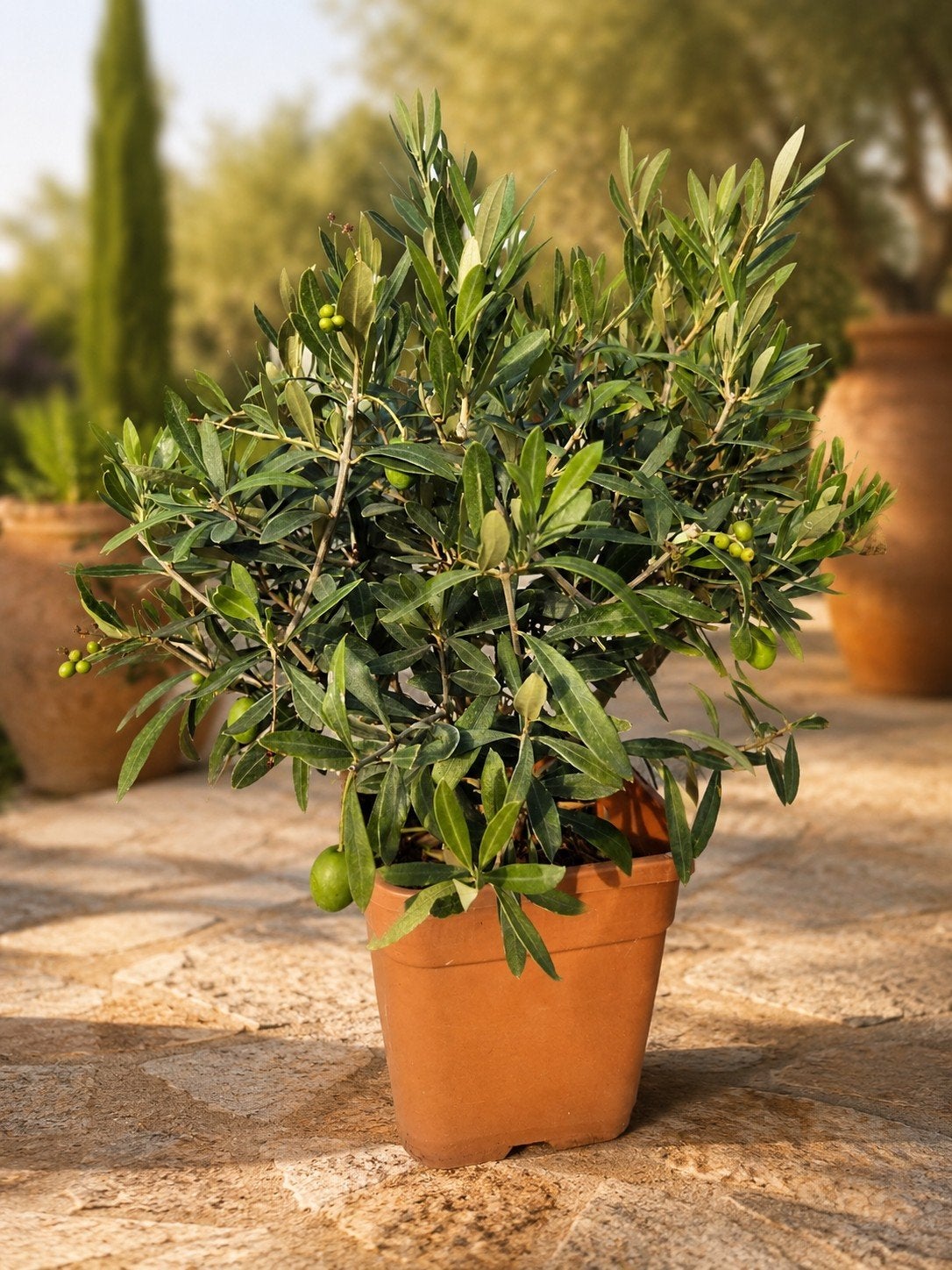 Olijfboom Olea Europaea struik, Tuin en Terras, Ophalen