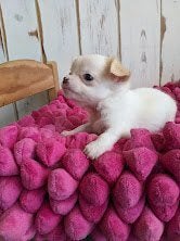 Chihuahua pup, Parvo, België, Particulier, 8 tot 15 weken