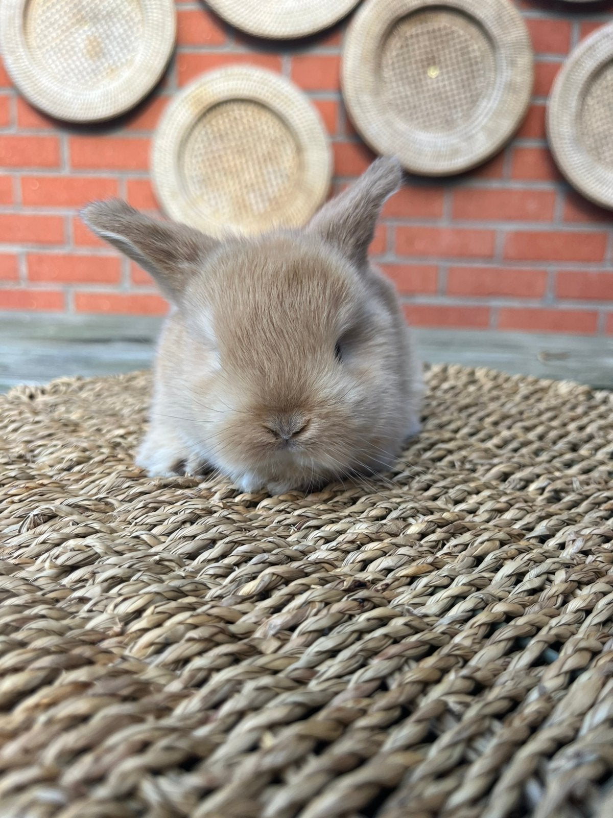 Minilop x nhd, Dieren en Toebehoren, Vrouwelijk, Klein, Hangoor, 0 tot 2 jaar