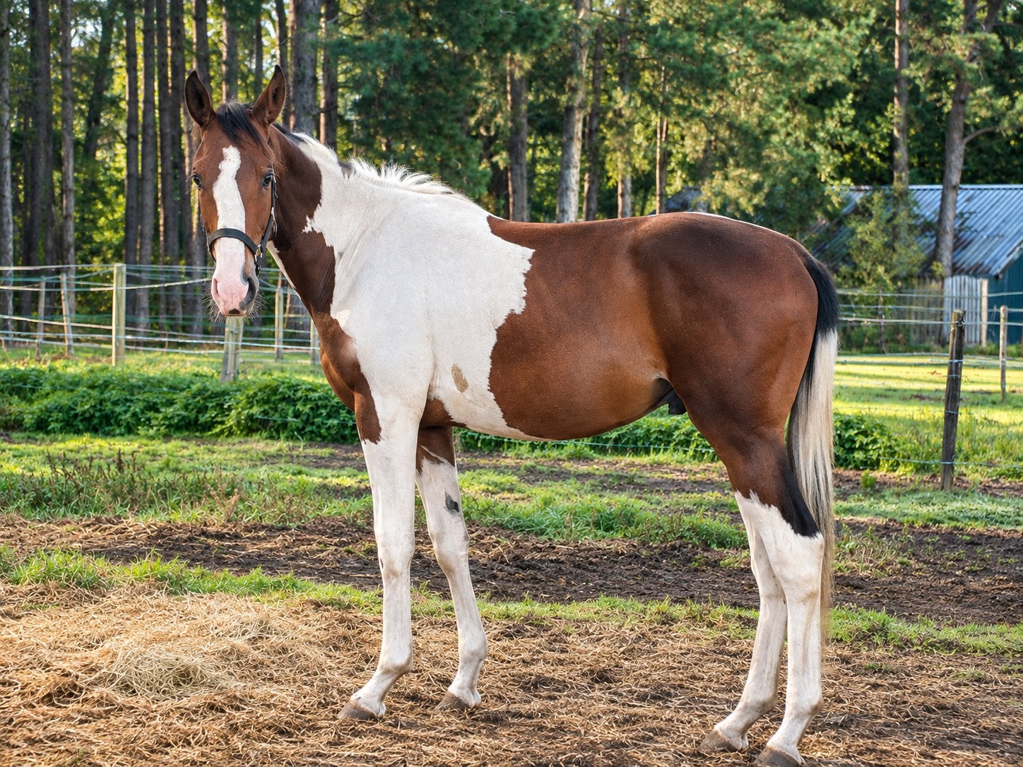 1,5 jarige springefokte hengst, Dieren en Toebehoren, Springpaard, Met stamboom, M, 0 tot 2 jaar