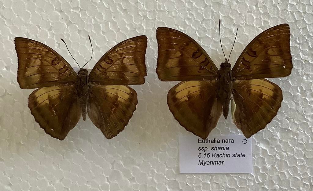 euthalia nara shana, vlinders voor collectie, Verzamelen, Ophalen of Verzenden, Zo goed als nieuw