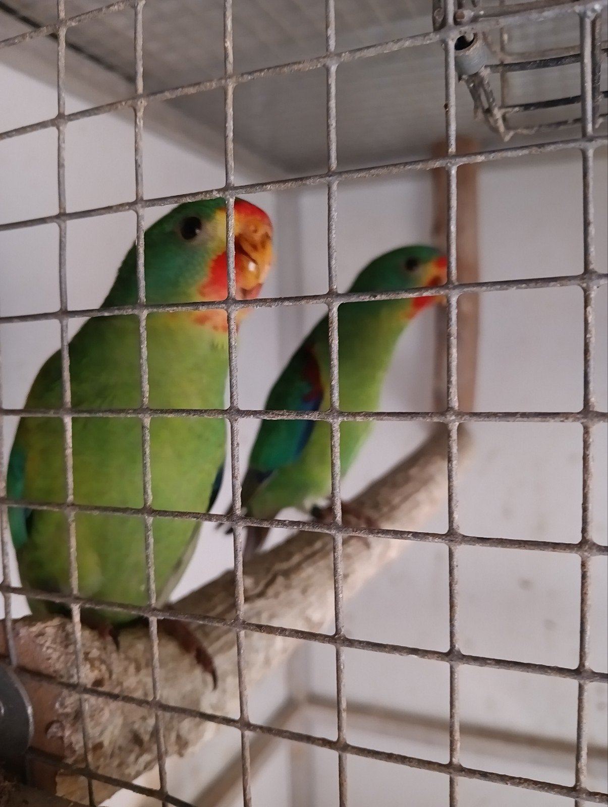 Swift parkieten, Dieren en Toebehoren, Vogels | Parkieten en Papegaaien