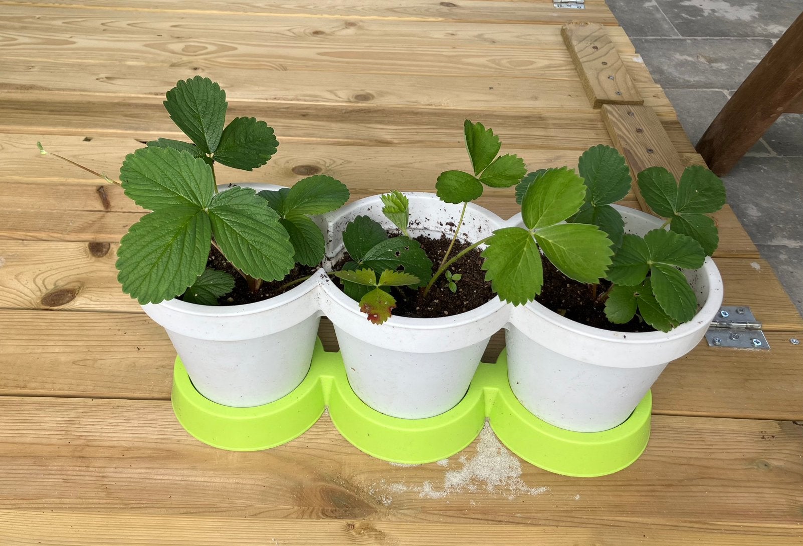 Aardbeiplanten, Ophalen