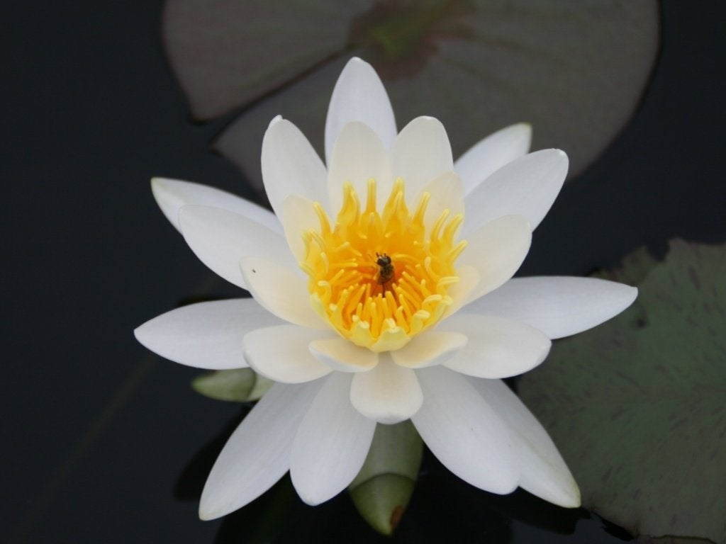 witte waterlelie Nymphia Alba, Ophalen of Verzenden, Nieuw