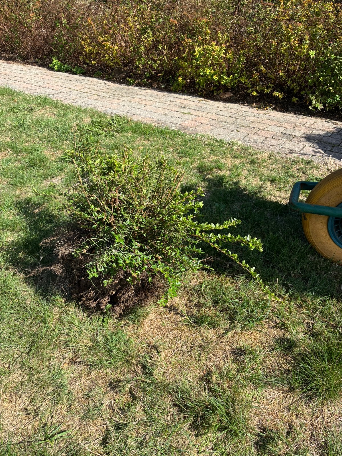 Gratis lonicera, Tuin en Terras, Ophalen, Buxus, Haag