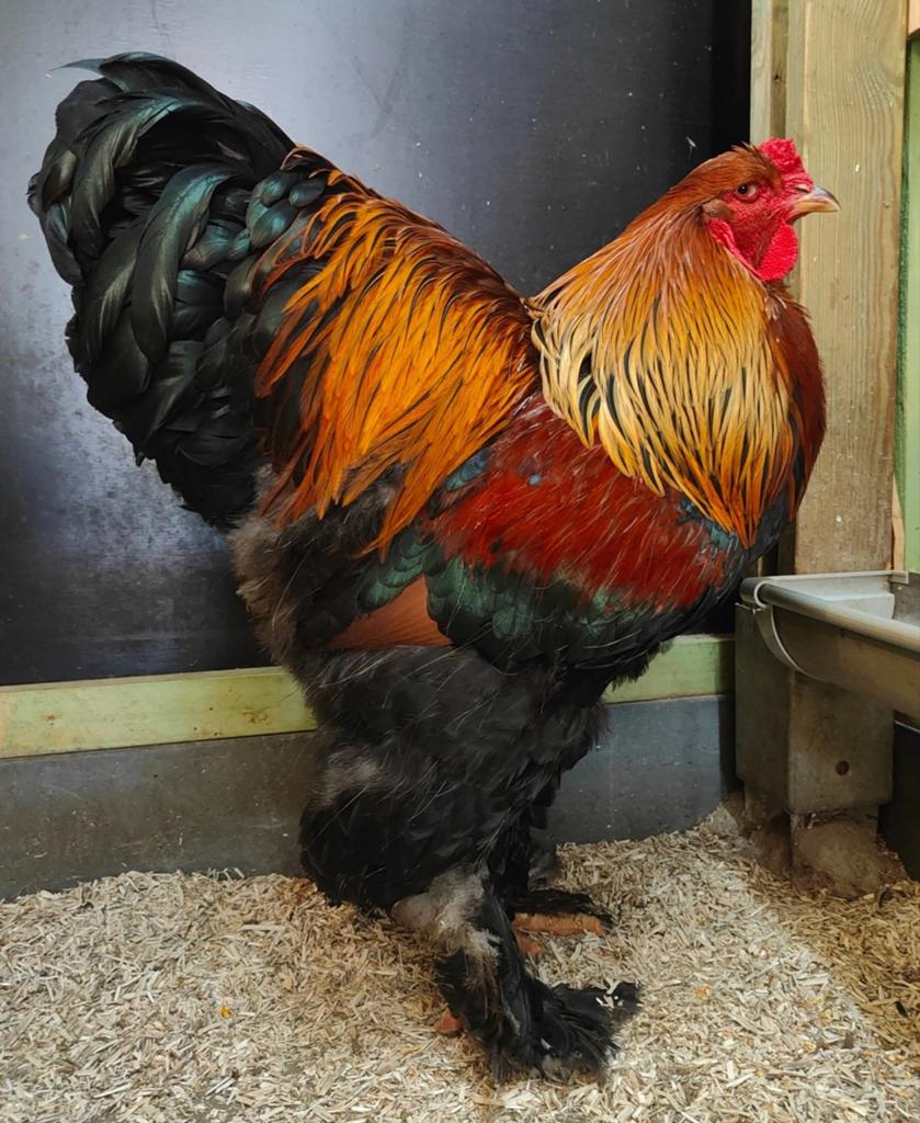 Jonge Brahma hanen meerzomig patrijs uit tentoonstellingsfok