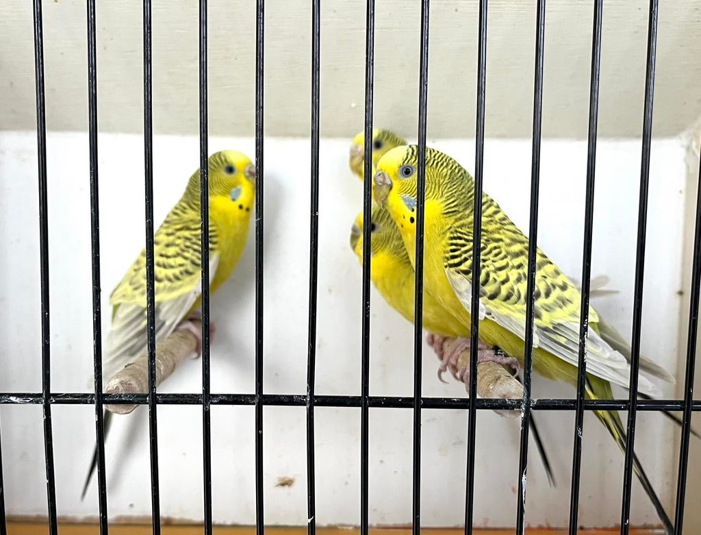 Grasparkiet Pallid, Dieren en Toebehoren, Vogels | Parkieten en Papegaaien, Geringd