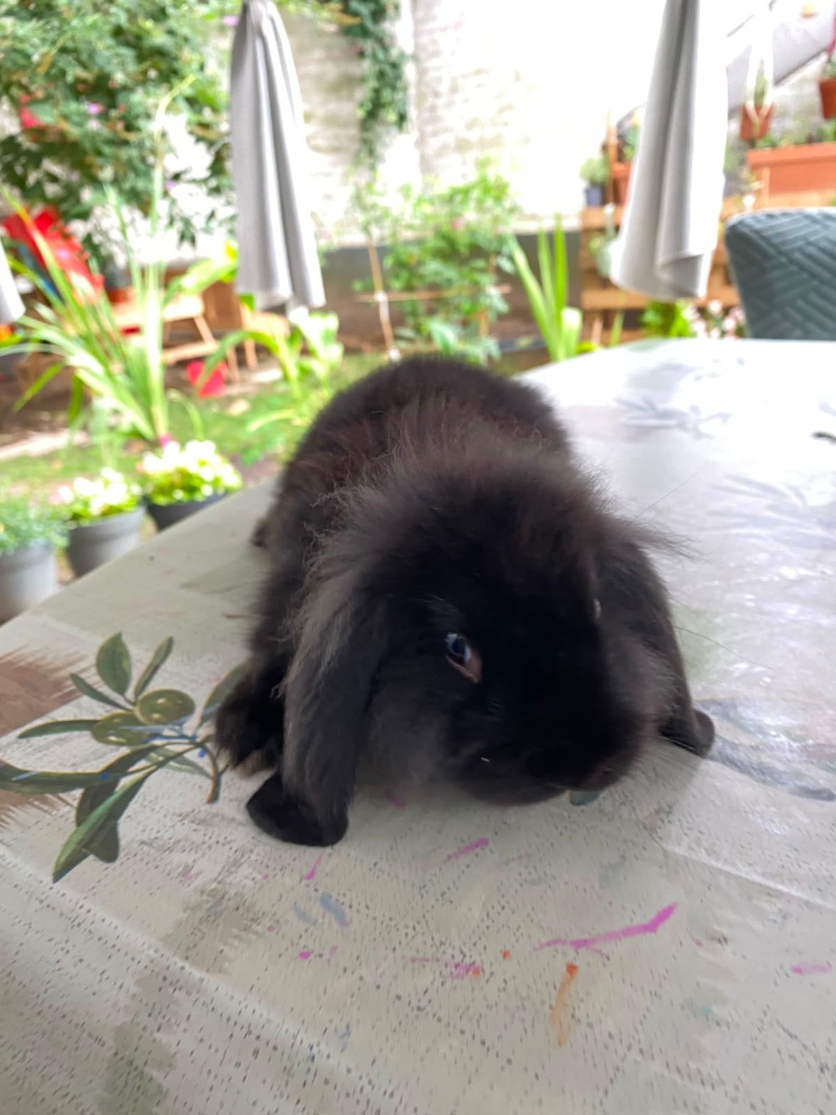 Lapins nains noir pour vendre, Nain