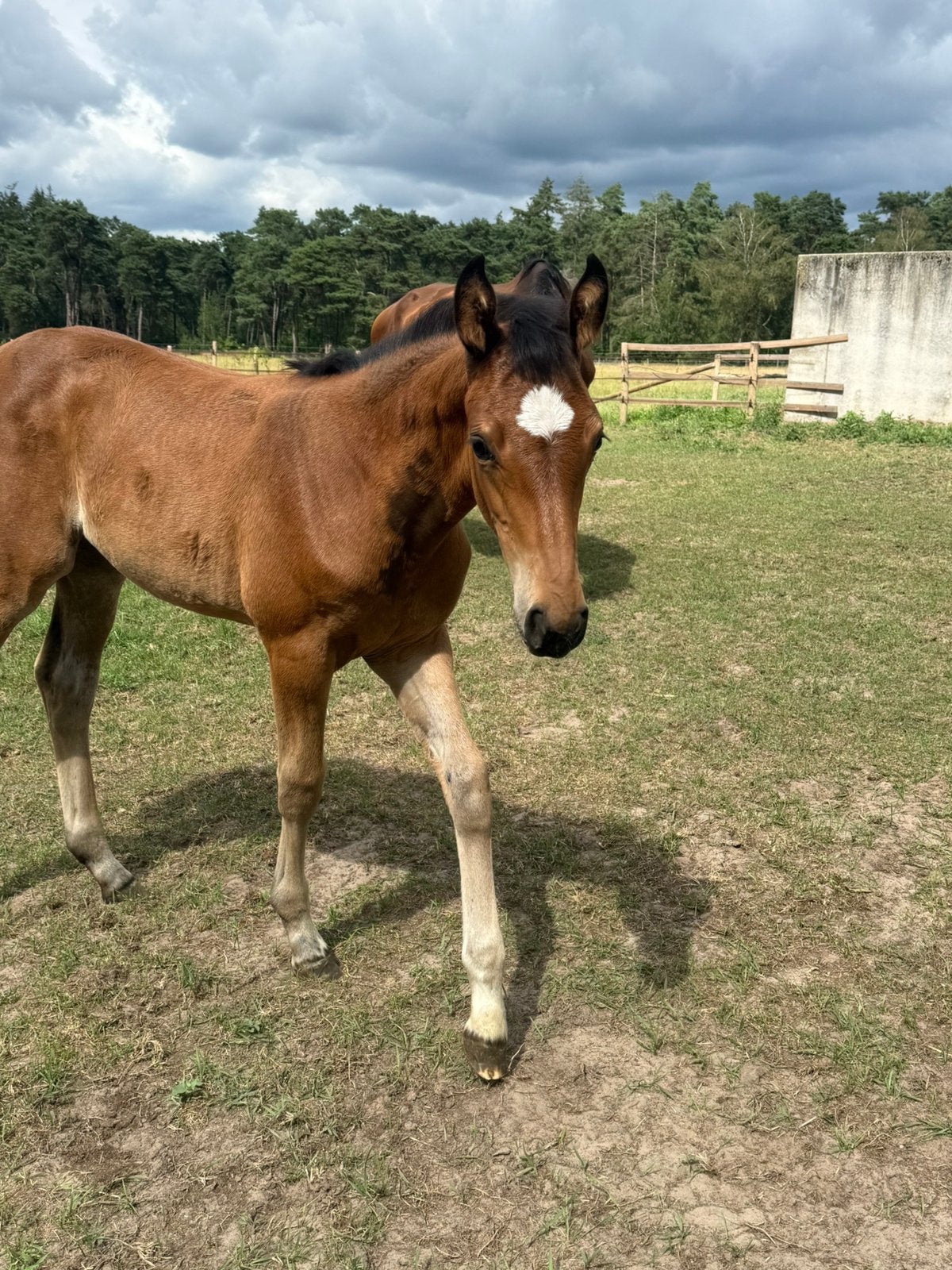 Merrie veulen te koop, Dieren en Toebehoren, Paarden, Merrie, Springpaard, Met stamboom, 0 tot 2 jaar