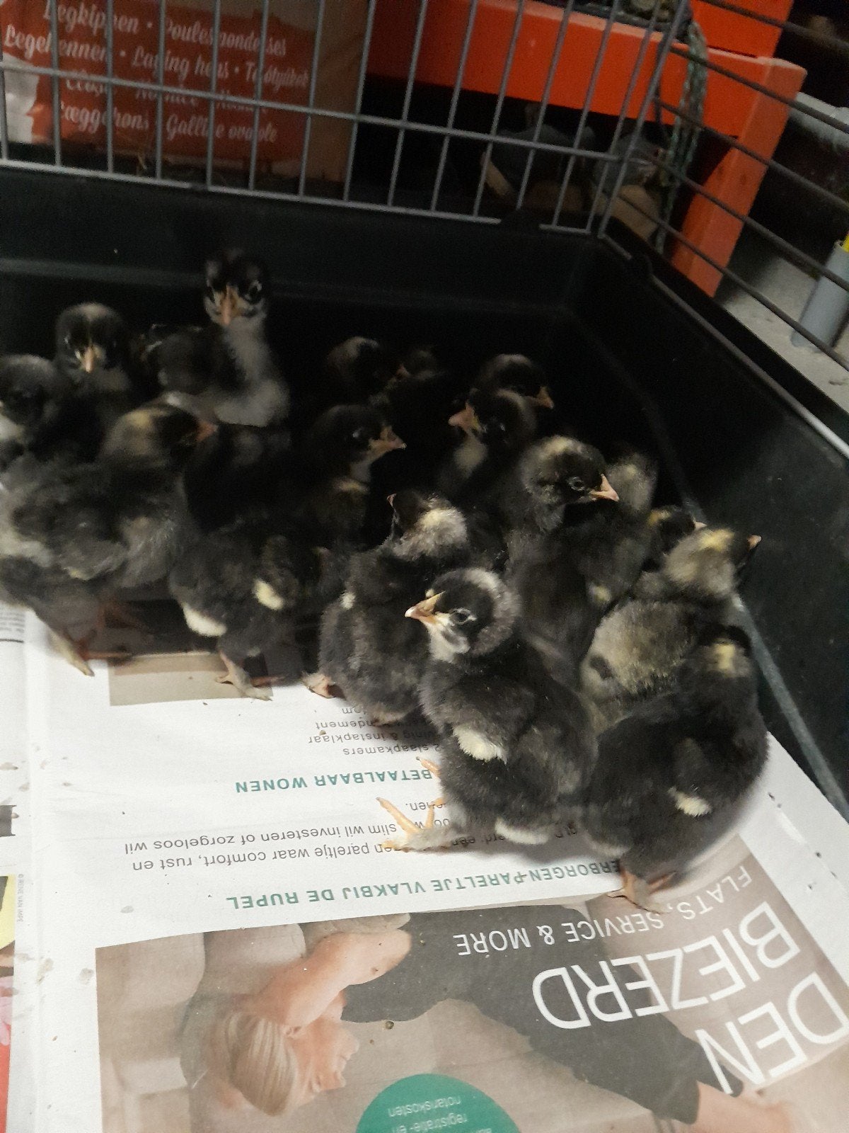 Mechelse koekoek kippen broedeieren en kuikens, Dieren en Toebehoren, Geslacht onbekend, Kip