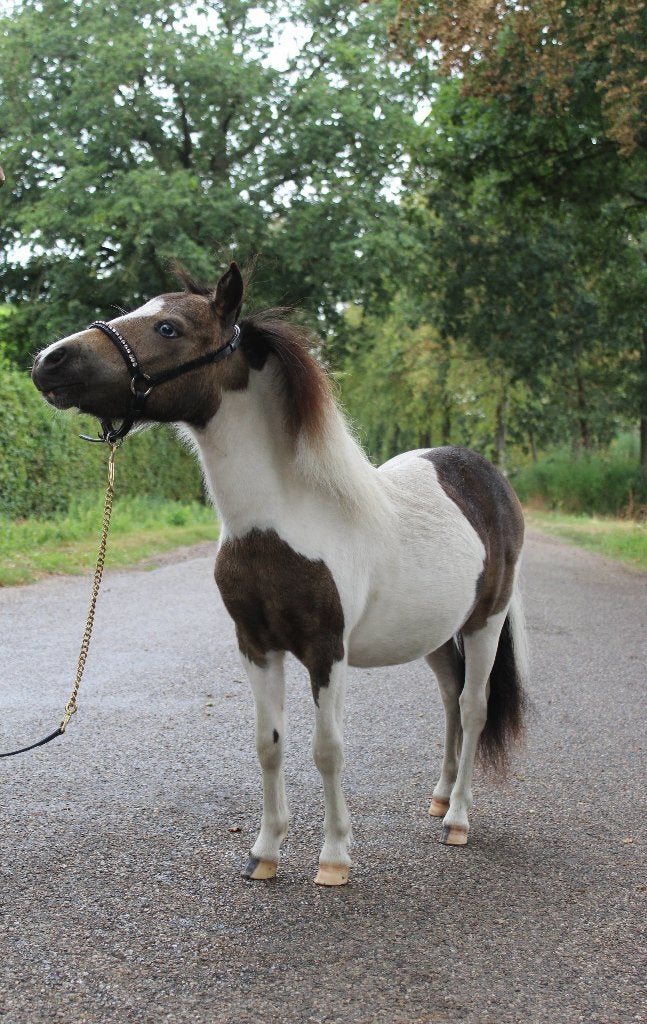 Minipaardje, Jument, Poney A (jusqu'à 1.17 m), Avec puce électronique, 0 à 2 ans