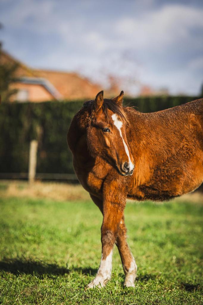 Quarter, Quarterhorse te koop, Dieren en Toebehoren, Westernpaard, Met stamboom