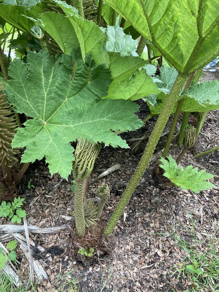 5 grote Gunnera Manicata Opgelet alles is gereserveerd, Annuelle, Enlèvement, Mi-ombre, Plantes de bassin