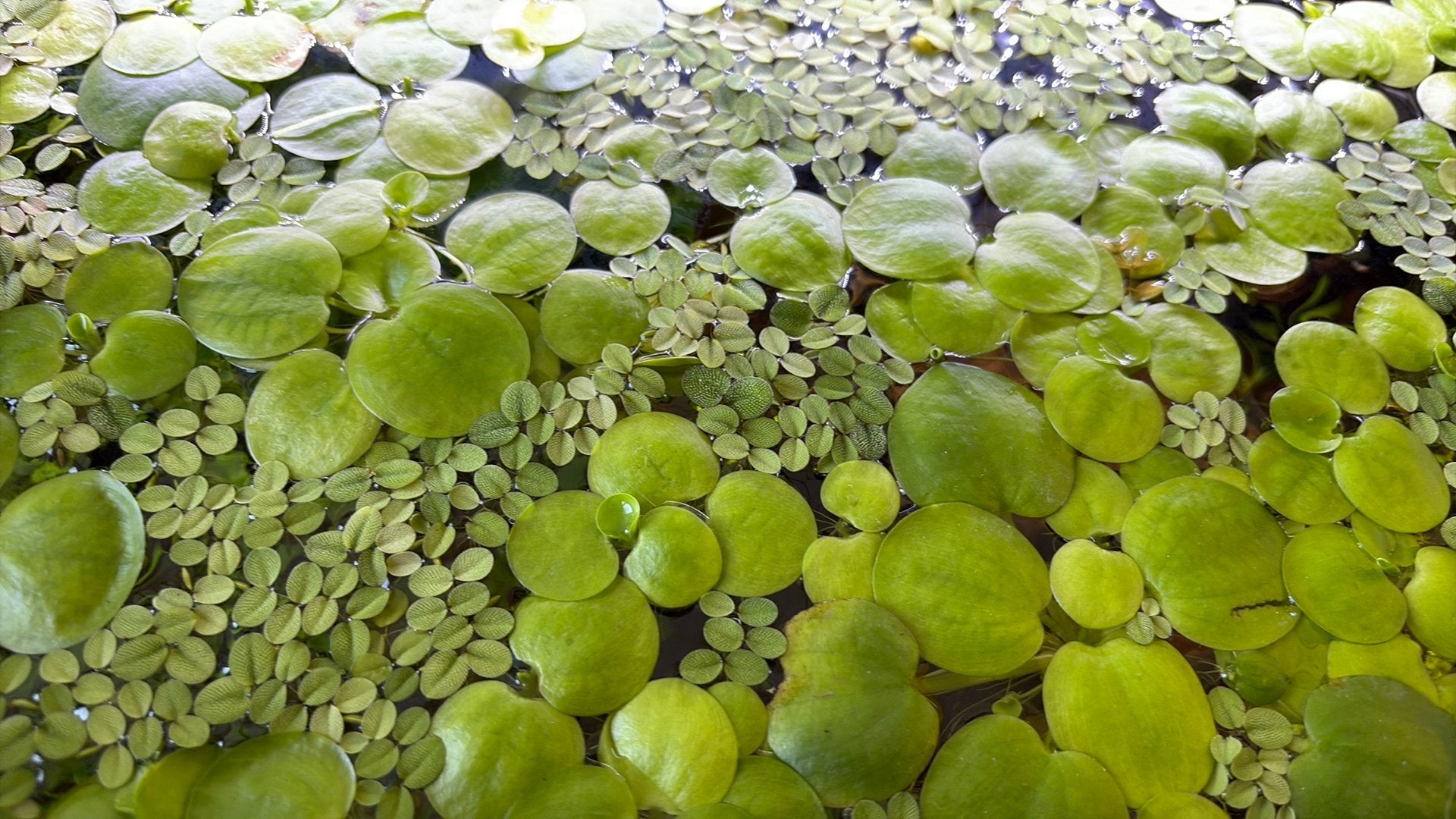 Drijfplantjes, Dieren en Toebehoren, Vissen | Aquaria en Toebehoren, Ophalen