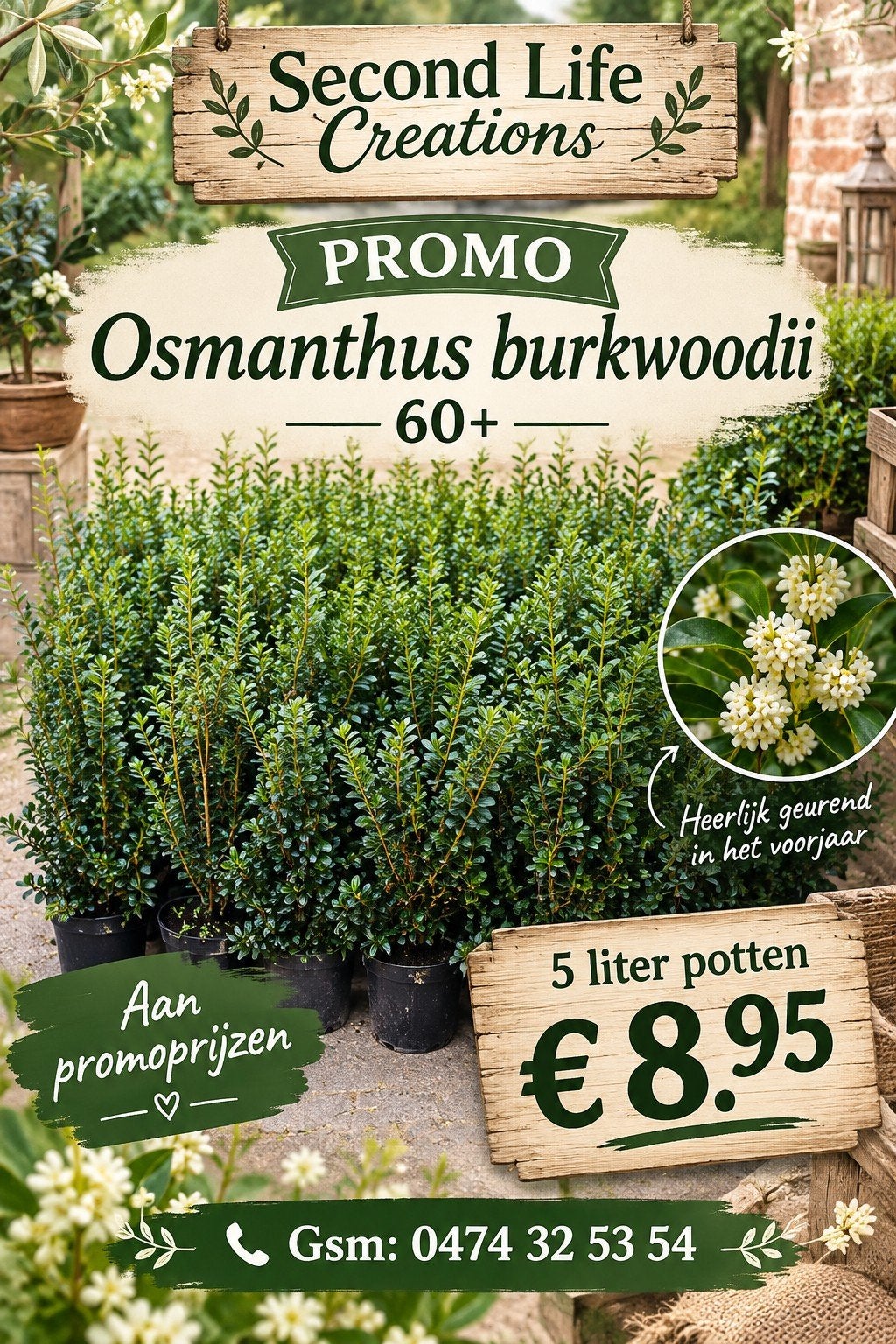 ‼️osmanthus Burkwoodii 5liter potten aan stuntprijzen‼️, Tuin en Terras, Ophalen
