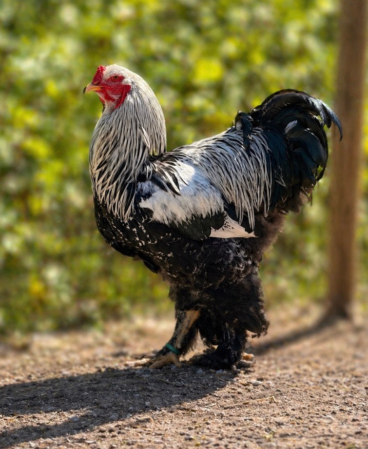 brahma zilverpatrijs haan, Dieren en Toebehoren