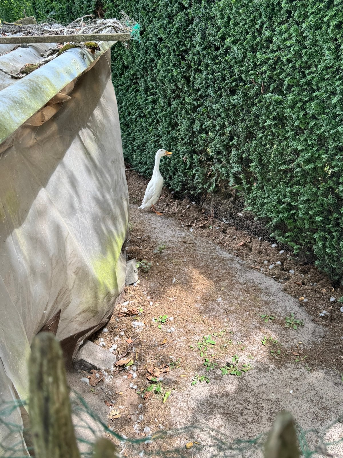 Witte loopeend haan