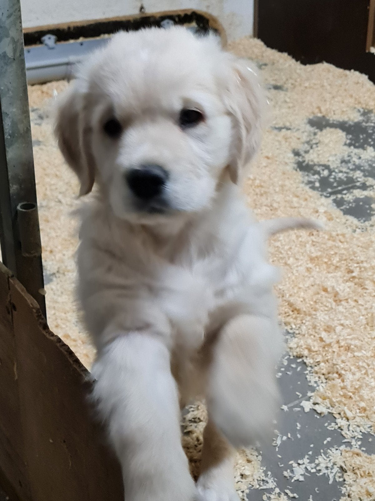 Chiots Golden Retriever à vendre, Golden retriever, 8 à 15 semaines, Plusieurs, Éleveur | Loisir