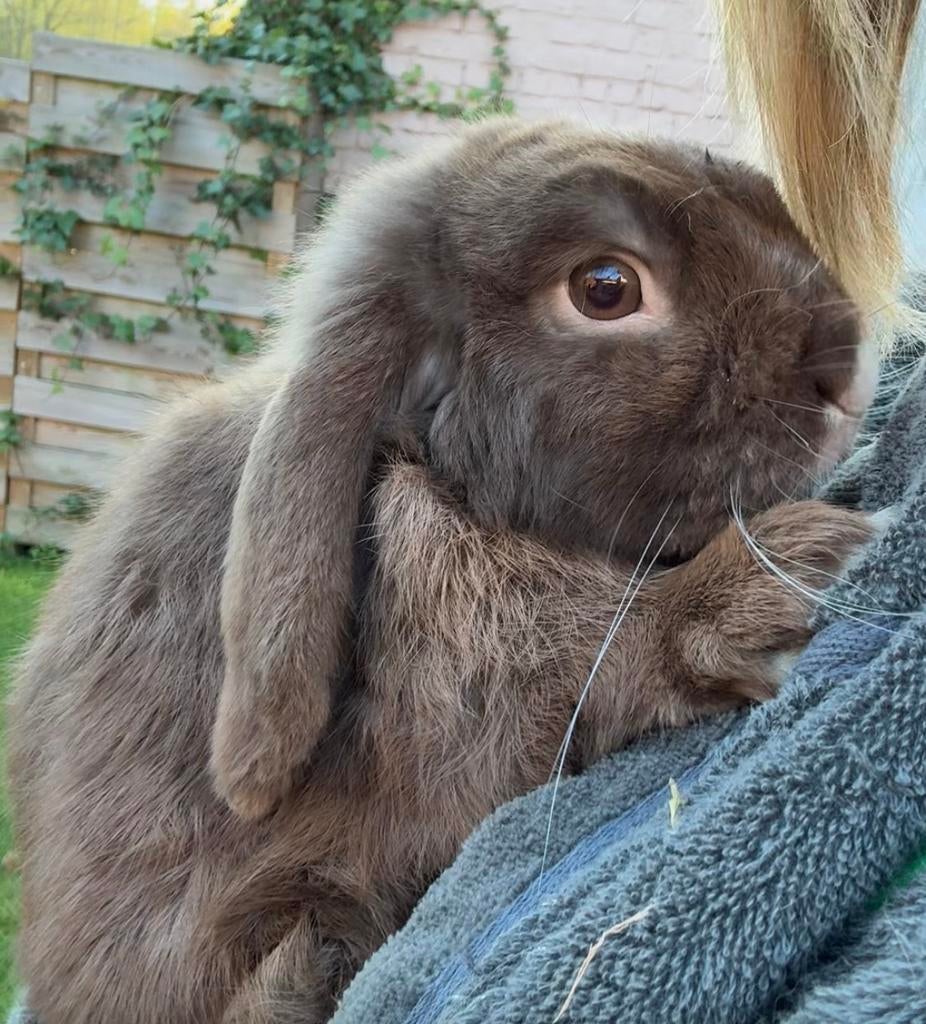 Nhd ram, Dieren en Toebehoren, Mannelijk, Klein, Hangoor, 0 tot 2 jaar