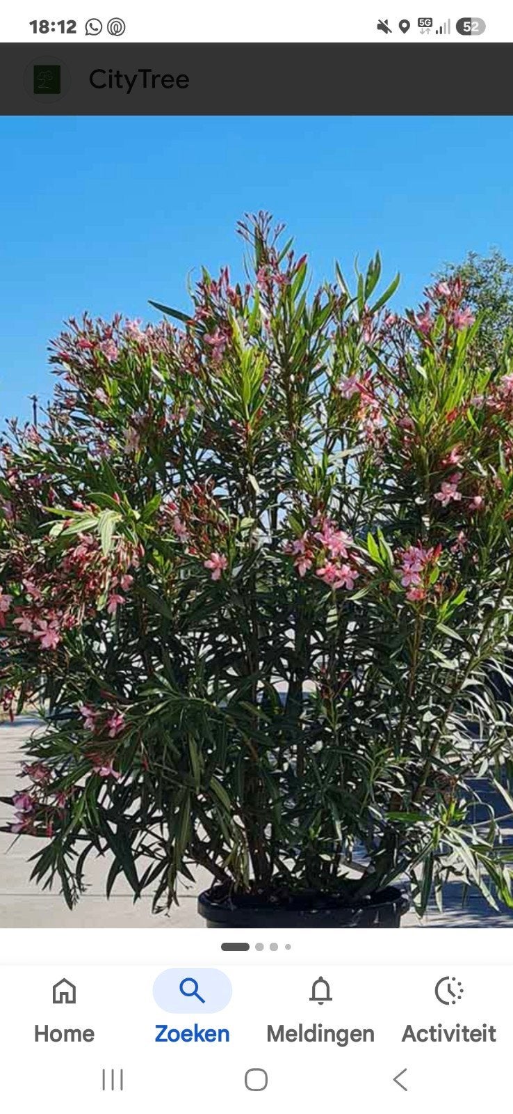 grootte oleander 2 meter, Tuin en Terras, Ophalen