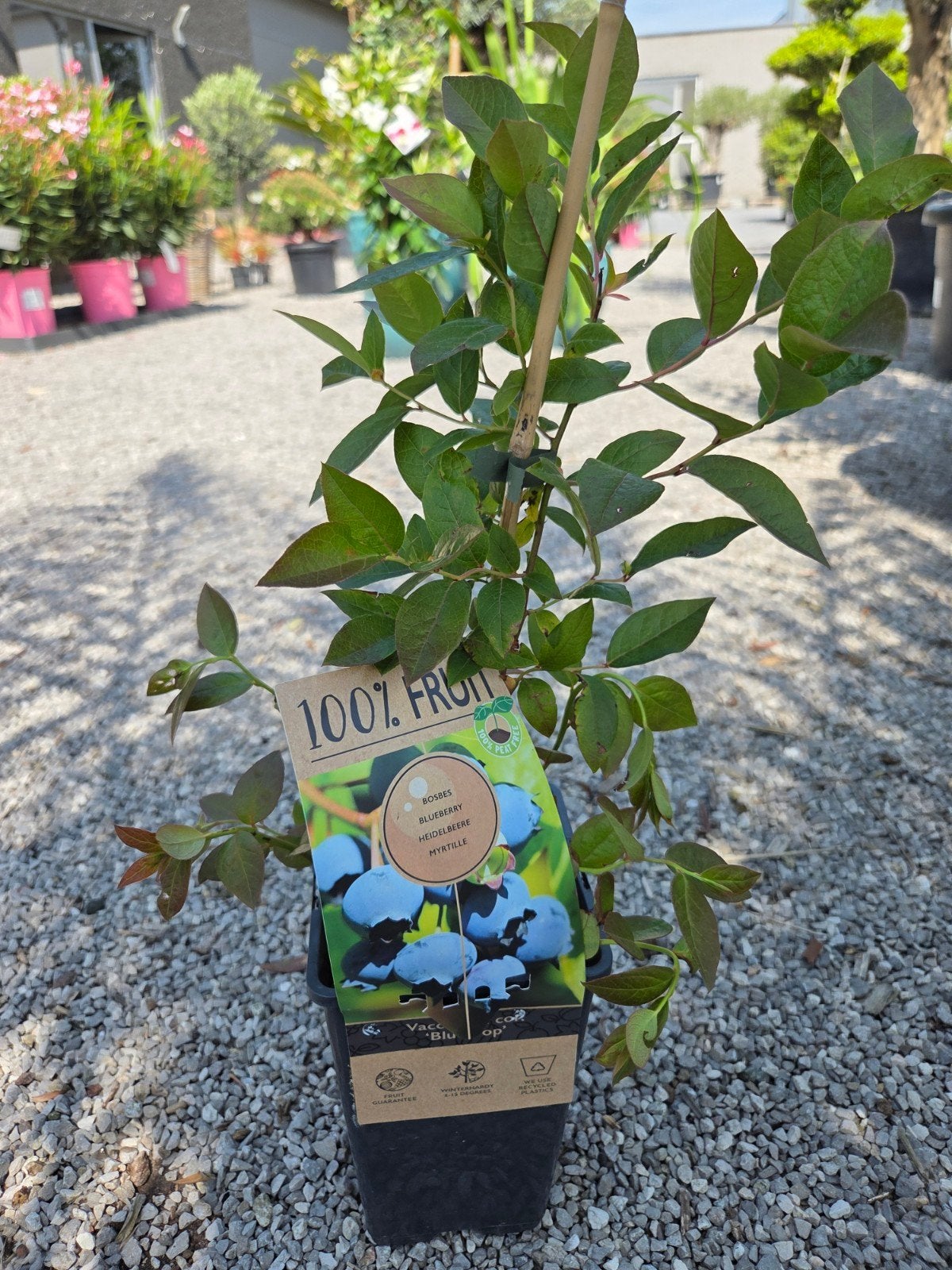 Blauwe bes - Vaccinium Cor. Bluecrop, Ophalen