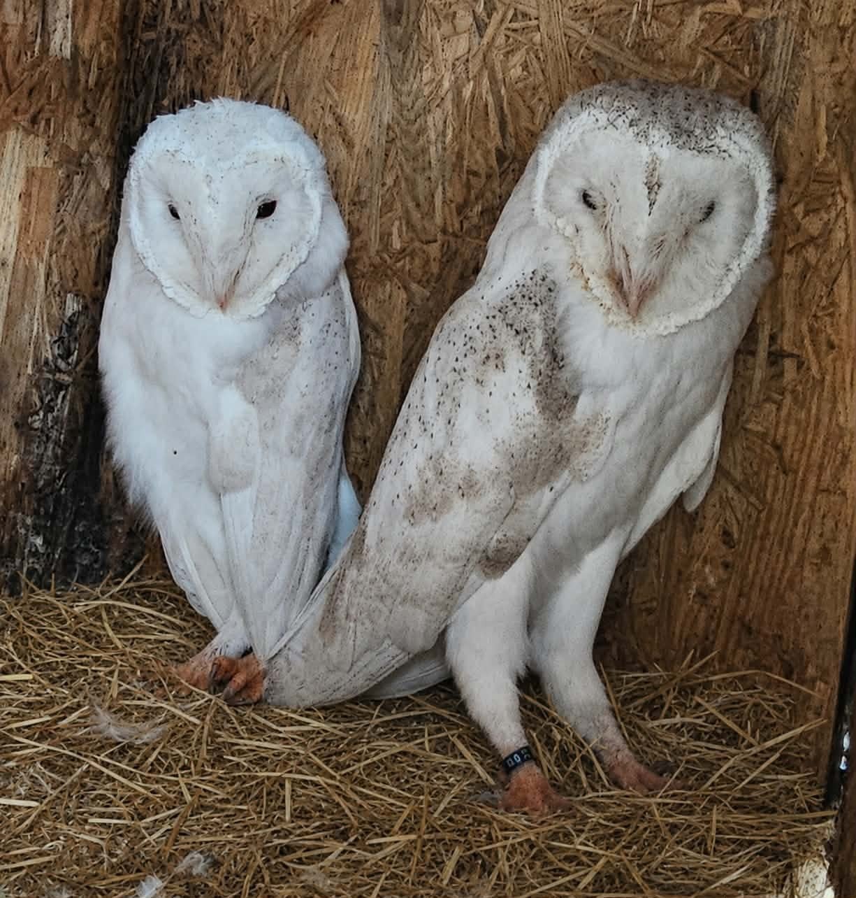 koppel witte overgoten kerkuilen, Dieren en Toebehoren