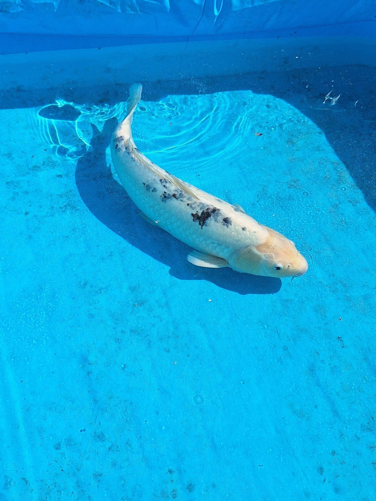 Utsuri koi, Karper of Koi