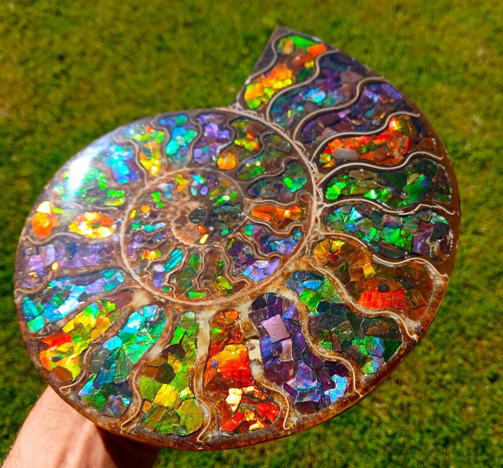 very rare ammolite ammonite giant, Enlèvement ou Envoi, Fossile