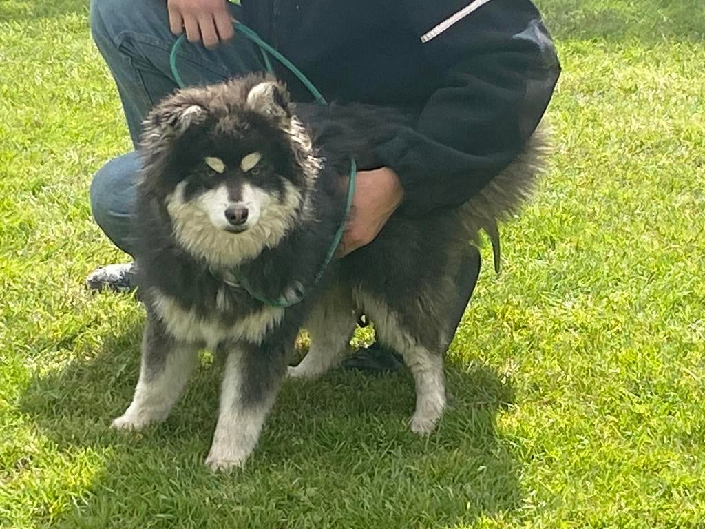 Pomsky , Mini Husky pups, klein type, vrolijk karakter, Parvo, België, 8 tot 15 weken, Poolhond