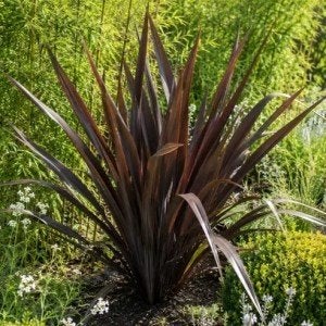 Phormium Atro Rotundifolia, Enlèvement