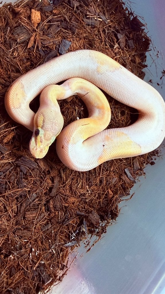 Verschillende ball pythons te koop Ball Python photo 15