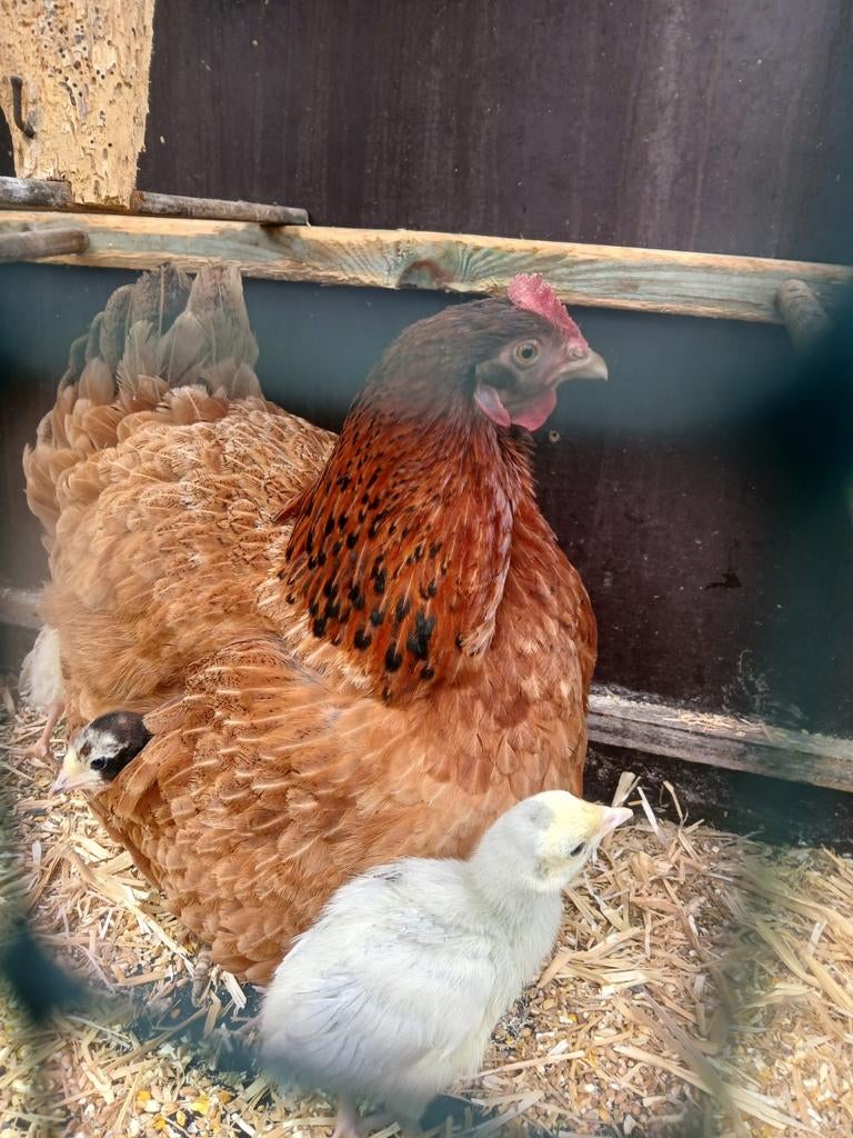 Kalkoen kuikens 4 stuk 2 week oud  met kip moederkloek, Dieren en Toebehoren, Pluimvee, Kalkoen